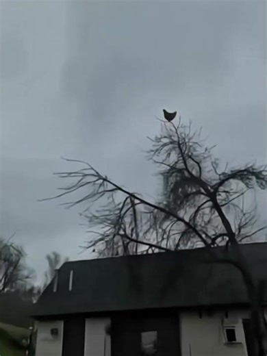 ロサンゼルスは道路を白く塗っています 極端な熱 波や「ヒートアイランド現象」に対応するため、市は黒 いアスファルトの路面に特殊な反射塗料を施していま す。このシンプ #funny