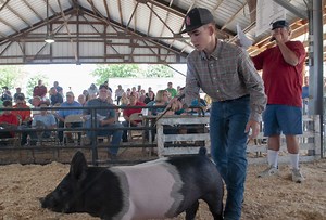Morgan 4-H livestock auction tops previous year