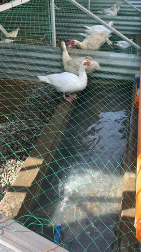 Backyard Farming with Muscovy Ducks