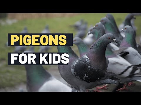 Pigeons: Discover the Fascinating World of Pigeons: Fun Facts and Behaviors | Lesson For Kids