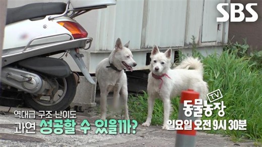 [8월 23일 예고] 평화로운 형제견에게 갑작스레 찾아온 불행↘