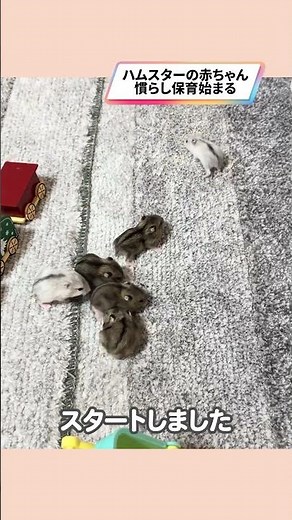Adorable hamsters getting used to their new home [Teterabo Pet Club]