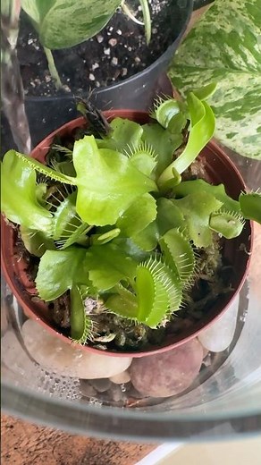 Water I Use for Venus FlyTrap