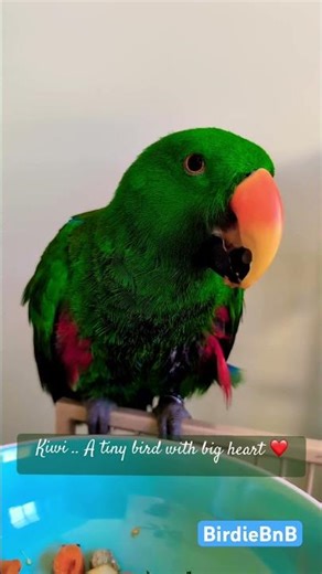 Kiwi the Eclectus | A tiny bird with heart of a Giant ❤️❤️ #birdiebnb