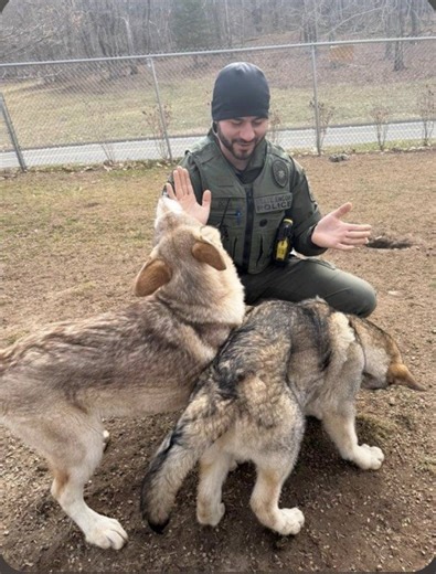 Police investigating how 2 illegally-bred wolf dogs ended up in Connecticut