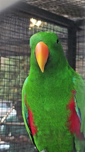 Meet the Male Eclectus Parrot – One of the Most Colorful Birds #shorts #nature