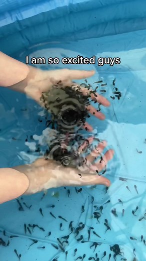 Baby Frogs on TikTok