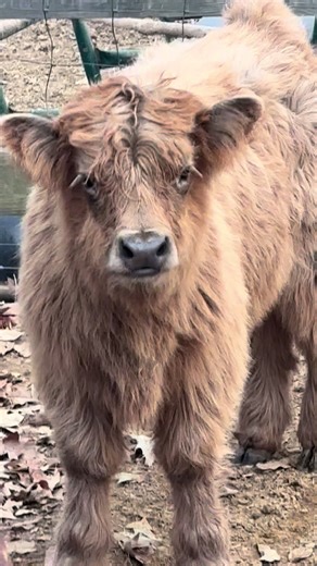 Mac the Mini Cow's Journey to M&M Farm