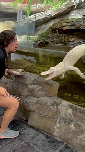 190K views · 25K reactions | Coconut and I are still working on our commands I just hope she is not a repeat offender Moments like these are what make this job unpredictable Each animal has their own little personality and you never really know how wild they’re feeling I think Coconut learned this trick from Darth but she doesn’t do it again沈 | The Reptile Zoo | Facebook