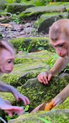 Poor Baby Lynx Monkey #monkeys #babymonkey | Monkey Sounds | Facebook