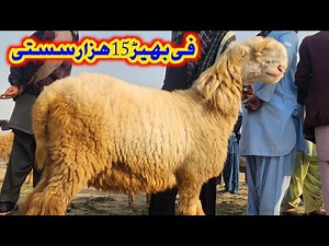 ناڑی فارم شیپ منڈی ڈاؤن | بیوپاری پریشان | صرف 15 ہزار میں سستی بھیڑیں | Nari Farm Sheep Mandi