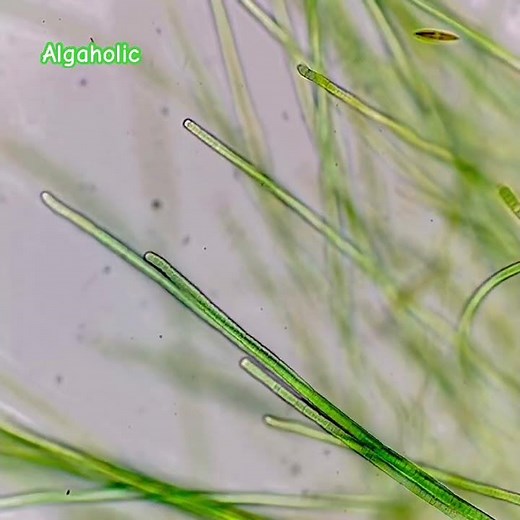 An oscillation of Oscillatoria sp. #Oscillation #Oscillatoria #cyanobacteria #microscope #algae