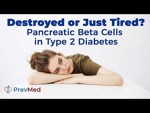 Destroyed or Just Tired? Pancreatic Beta Cells in Type 2 Diabetes