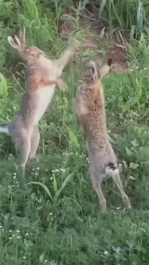 Rabbit's life | The two rabbits fought fiercely!