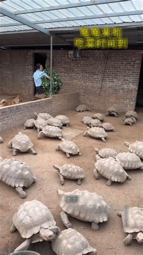 Turtle Farming 🌿🐢~ miniwood toy-wood working art skill wood / handcrafts #gamtng​