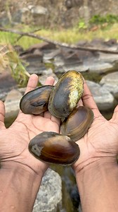 692K views · 11K reactions | Clams hunting and cooking | Veddaa | Facebook