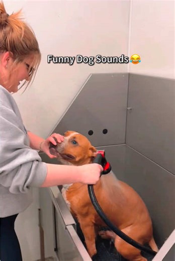 Hilarious Dog Sounds Compilation