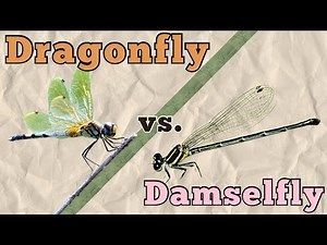How Damselflies Differ from Dragonflies: A Closer Look
