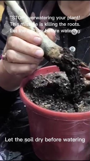 “This mistake kills your Adenium #garden #plants