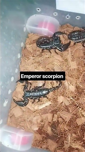 Unboxing My New Exotic Pets: Emperor Scorpions! available #emperor #scorpion #scorpion #asianforest