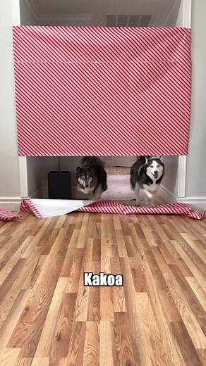 Santa Surprises Two Dogs with Christmas Presents