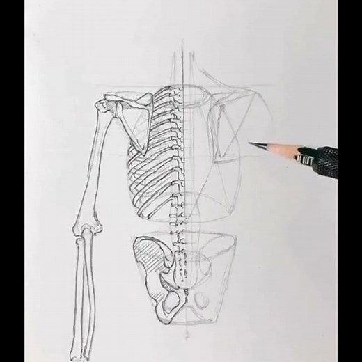 SKELETON SKETCH //HUMAN ANATOMY//SKETCH