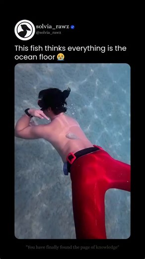 Solvia Rawz on Instagram: "🔬This Fish’s Biology Makes It Mistake Humans for the Ocean Floor ‼️ - The flounder (family: Pleuronectidae) is a flatfish adapted for life on the seafloor. It begins life swimming upright, but during development one eye migrates to the opposite side of the head — a rare evolutionary transformation. Adult flounders live sideways, pressing their bodies against sand or rock to avoid predators. Their skin contains specialized chromatophores that allow them to change color