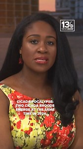 They're coming... trillions of cicadas are emerging from the undergound due to two separate broods! One brood of 13-year cicadas, known as Brood XIX, will co-emerge with a midwestern brood of 17-year cicadas, Brood XIII. They'll be seen in 17 states, including Virginia and North Carolina. For a 2024 cicada map as well as when we can expect to see and hear that distinct buzzing: https://www.13newsnow.com/article/syndication/the-conversation/cicada-map-2024-double-brood-convergence-when-where/507-