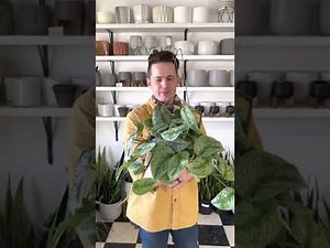 Scindapsus Care Guide