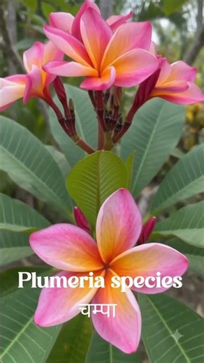 Beautiful Plumeria (Champa) Varieties | Nature’s Most Fragrant Flowers