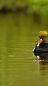 44K views · 1.2K reactions | The red-crested pochard (Netta rufina) is a striking diving duck native to Europe and parts of Asia. #redcreastedpochard #duck #birds #viralpage #wildlife #viralreels #wildlifeplanet #hindifacts #beautifulduck #trendingreels #facts #naturelovers #birdslover #nature #knowanytime | Know Anytime | Facebook