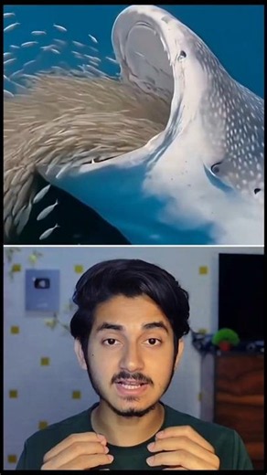 The Crazy Feeding Technique of Blue Whales! 😱