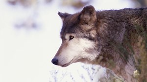 CBS Saturday Morning:How the re-introduction of wolves is impacting Colorado