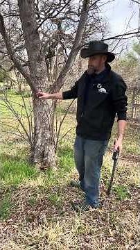 New Sprouts Suddenly? Tree SOS Signal #watersprouts #tree #gardeningtips