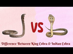 King Cobra VS Indian Cobra...Who is more Venomous?