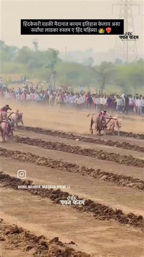 संघर्ष योद्धा महिब्या 💪💪#bakasur #bailgada #p3 live #stc live #sandy n yadav #maidan reporter #cow