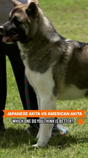 135K views · 2.7K reactions | Meet Akita: Japan's Unique Bear Dog  | Dogumentary TV | Facebook