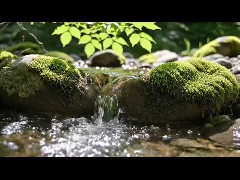 LIVE 🌳 Rainforest River ASMR Live with Wild Birds for Stress Relief, Relax & Deep Focus