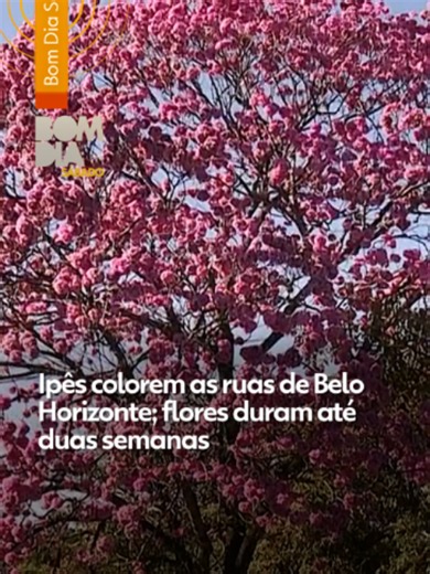 🌸 A florada de ipês rosas e roxos abre a temporada mais bonita de #BeloHorizonte: o inverno com chuva de pétalas que formam tapetes pelas ruas. A capital de Minas tem nove espécies de ipês e cerca de 24 mil exemplares. 🗓️Calendário de ipês: Daqui para frente, são várias as espécies a florir. Neste mês de julho, é possível ver os ipês roxo e rosa. Já o mês de agosto é dominado pelos exemplares rosa. Em setembro são os ipês em tons de amarelo. Em outubro é a florada dos ipês brancos. Convém curt