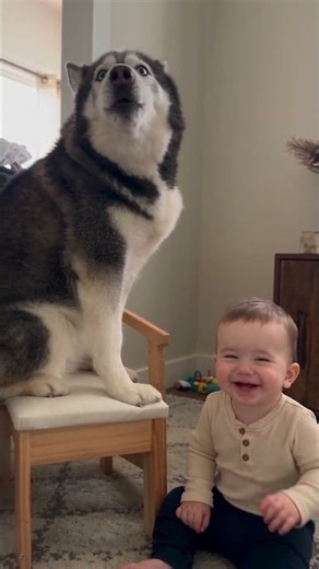 Baby Meets Husky for the First Time 🐶👶❤️ #babyandhusky #cutebaby #funnybaby