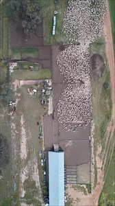 1.3M views · 2K reactions |  | Shearing Industry Culture | Facebook