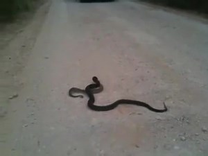 Rattlesnake vs Blue Indigo who wins?? #stxha South Texas Hunting Assoc. | South Texas Hunting Assoc.