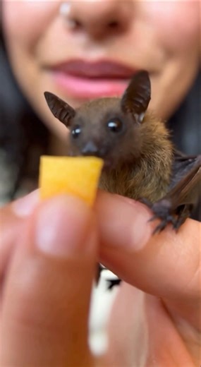 Esta joven salvo a un murciélago 🦇 que estaba en una piscina 🏊 #love #trending #funny