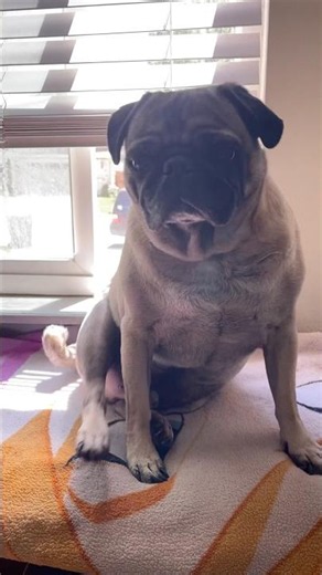 Take a seat by the window with this cute pug
