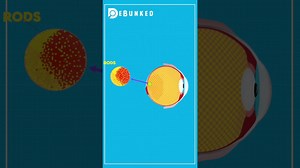 What Makes the “Blind as a Bat” Saying Wrong