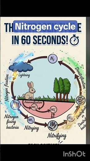 Nitrogen cycle for class 10and 12/Nitrification,denitrification,nitrogenfixation,ammonification
