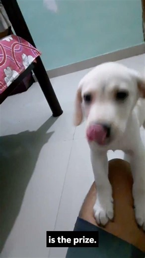 How To Train A Puppy Not To Bite (The #1 Mistake Owners Make) #puppytraining #puppylove