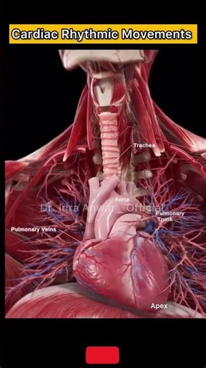 Cardiac Rhythmic Movements 🫀