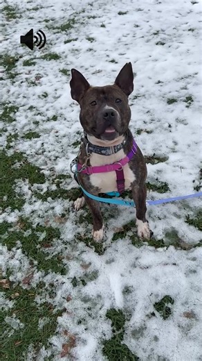 Did you hear that? 👂 That can only be 𝐏𝐮𝐦𝐛𝐚𝐚. When Pumbaa gets excited, he lets out his signature “Pumbaa squawk,” and this video captures all his best sounds. From happy excitement to snack time to snoozing, he has something to say about it all. 🎶 After waiting three months, Pumbaa is more than ready to find his perfect match. He loves playing with toys and recently spent an overnight in a foster home where he did great with dogs, cats, and children. He also appeared crate trained and s