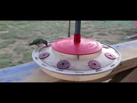 Hummingbird in Slow Motion Flight